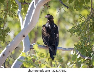  Wedge Tailed Eagle