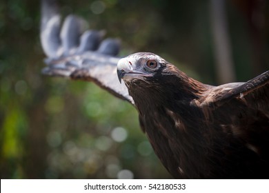 Wedge Tailed Eagle