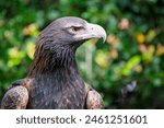 Wedge tailed eagle bird, Aquila audax, Australian bird of prey raptor, close closeup detail, predator hunter nature ecosystem, wildlife sanctuary rehabilitation