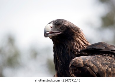 the wedge tailed eagle is a brown bird as he grows older his feathers darken to black. He is a large raptor. - Shutterstock ID 2147691143