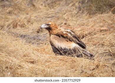 A wedge tailed eagle sitting in the grass next to the road in Northern Queensland, Australia.