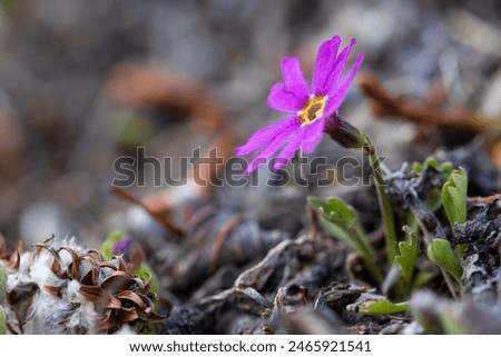 Wedgeleaf primrose, also known as pixie-eye primrose (Primula cuneifolia). Small blooming wildflower in the wild. Nature of Siberia and the Russian Far East. Magadan region, Russia.