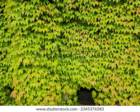 wedge-like leaves, 150 megapixel photography