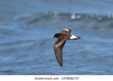 Wedge-rumped Storm Petrel (Oceanodroma Tethys) In Flight Over The Pacific Ocean Off The Galapagos Islands.