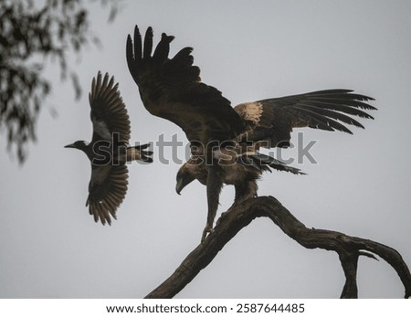 Wedge-tailed eagle getting buzzed by a Magpie