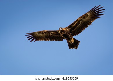 Wedge-tailed Eagle Soaring And Looking Down With A Blue Sky Background