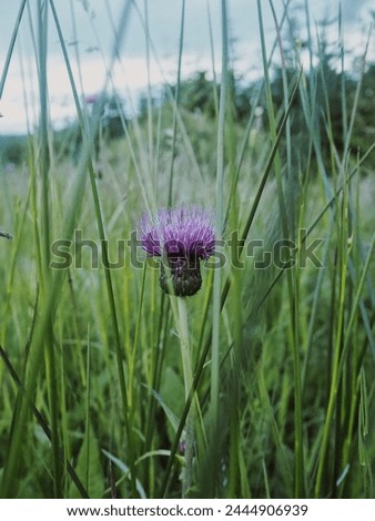 A wee thistle hiding in the grass
