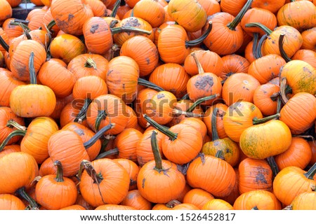 wee-be-littles pumpkins at market place 