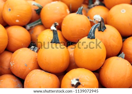 Wee-be-littles pumpkins squash at market place