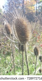 a weed
