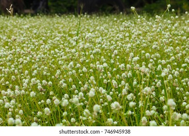 weed