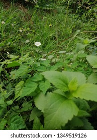 green​ weed and white​ weed​ flower​ alone