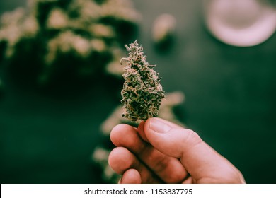 weed Cannabis bud in hand of man Macro of cannabis weed marijuana flowers with trichomes