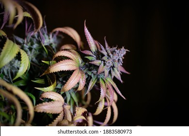 Weed Cannabis Smoking Smoke Flower