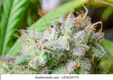 Weed Mental Images Stock Photos Vectors Shutterstock