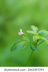 The weed is common in the rice fields