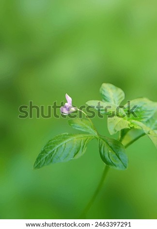 The weed is common in the rice fields