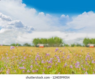 The Weed ,Common Spiderwort,Murdannia Nudiflora,Commelinaceae,flower,harvest Season Of Paddy Rice Field, Ripe Of Brown Paddy Rice With Beautiful Sky And Cloud In Thailand.