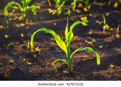 Weed Control In Corn Crops, Young Maize Plants Rows In Cultivated Field.