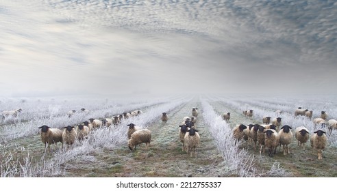 weed control with herd of sheep in the snow. Grazing Animals, Sheep Herd in a plantation of Aronia shrubs, chokeberry - fruits. freezing rain storm with fog in Winter frosty landscape covered by ice  - Shutterstock ID 2212755337