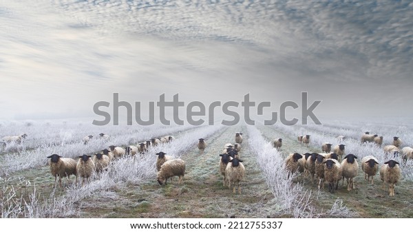 weed control with herd of sheep in the snow. Grazing\
Animals, Sheep Herd in a plantation of Aronia shrubs, chokeberry -\
fruits. freezing rain storm with fog in Winter frosty landscape\
covered by ice 