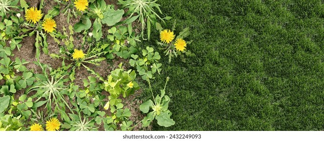 Weed Control Lawn Care and Yard problem as unwanted weeds on a green grass field as a symbol of herbicide and pesticide use in the garden or gardening and landscaping concept.