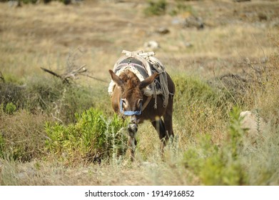 Weed Eater Donkey, Cute Donkey