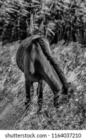 Weed Eater Horse In The Woods