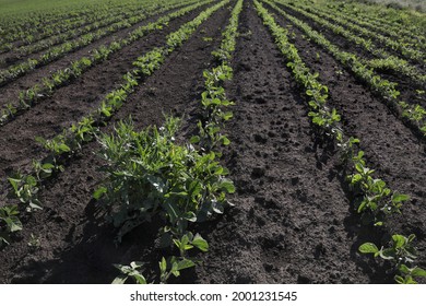 Weed in green cultivated soy bean field, agriculture in early spring