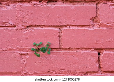 Weed growing from crevice in brick wall, demonstrating the persistence of life where minimal conditions allow.