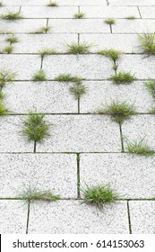 Weed Growth In Pavement Joints; Weed Control; Neglected Walkway; Bright Paving Slabs With Green Weeds