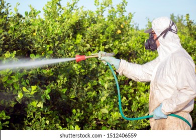 Weed Insecticide Fumigation. Organic Ecological Agriculture. Spray Pesticides, Pesticide On Fruit Lemon In Growing Agricultural Plantation, Spain. Man Spraying Or Fumigating Pesti, Pest Control. 