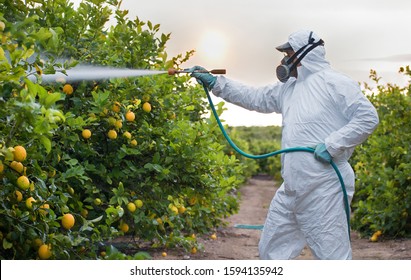 Weed Insecticide Fumigation. Organic Ecological Agriculture. Spray Pesticides, Pesticide On Fruit Lemon In Growing Agricultural Plantation, Spain. Man Spraying Or Fumigating Pesti, Pest Control