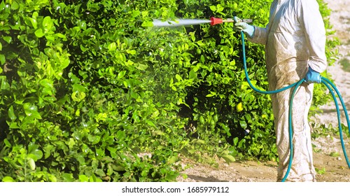 Fumigación Con Insecticida De Maleza. Agricultura Foto De Stock ...