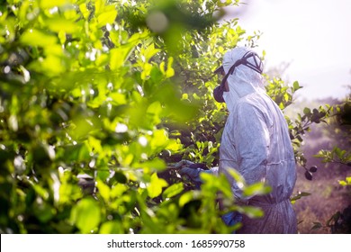 Weed insecticide fumigation. Organic ecological agriculture. Spray pesticides, pesticide on fruit lemon in growing agricultural plantation, spain. Man spraying or fumigating pesti, pest control