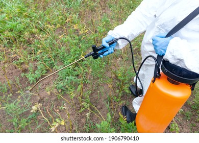 Weed Killer Herbicide Glyphosate Spraying. Non-organic Vegetables.