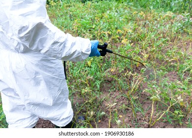 Weed Killer Herbicide Glyphosate Spraying. Non-organic Vegetables.