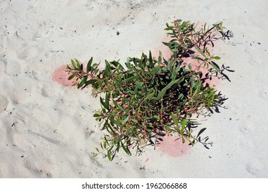 Weed Killer Spray On A Plant Growing On A Coastal Sand Dune. No People. Copy Space