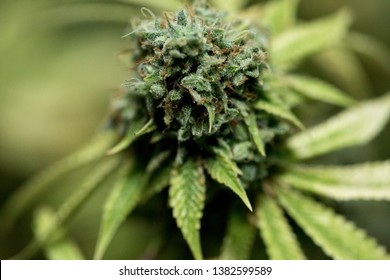 Weed leaf cannabis marijuana Leaves close up