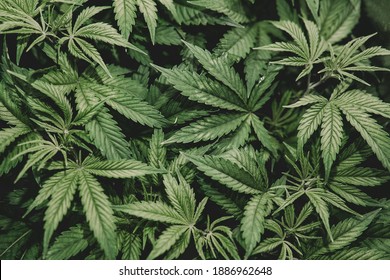 Weed Medicine Leaf. Grow Indica Flowering. Cannabis Plant . Marijuana Cultivation. Cannabis Cultivation. Nature Herb Pot. Green Background.