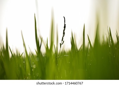 Weed Plant (the Unwanted Guest) In A Paddy Field