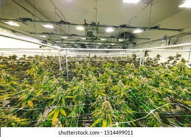 Weed Plants Growing Under Lights at Indoor Facility