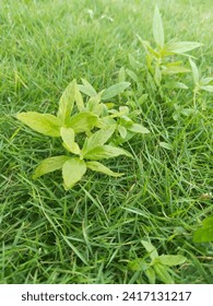 Weed plants usually have a simple morphology, consisting of slender stems and long, often thin leaves. Its flexible structure allows it to grow quickly and adapt to its surrounding environment.