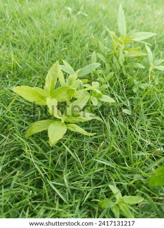 Weed plants usually have a simple morphology, consisting of slender stems and long, often thin leaves. Its flexible structure allows it to grow quickly and adapt to its surrounding environment.