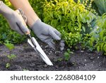 weed removal in a garden with a long root, care and cultivation of vegetables, plant cultivation, weed control, root remover in the hands of a gardener.