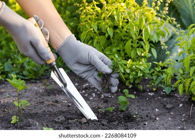 weed removal in a garden with a long root, care and cultivation of vegetables, plant cultivation, weed control, root remover in the hands of a gardener. - Shutterstock ID 2268084109