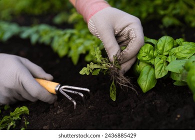 weed removal in a garden with a long root, care and cultivation of vegetables, plant cultivation, weed control, root remover in the hands of a gardener.