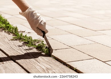 Weed Removal on Paving Stones. Weed Control Service. Hand in Glove removing Weed on Garden Pathway