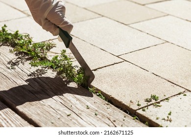 Weed removal tool. Weed Removing of Paving Stones in Garden. Human hand removes weeds. - Shutterstock ID 2162671125