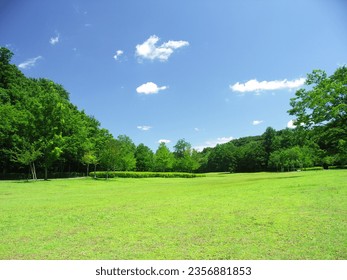 Weeded meadows and forest landscape in the park in early summer